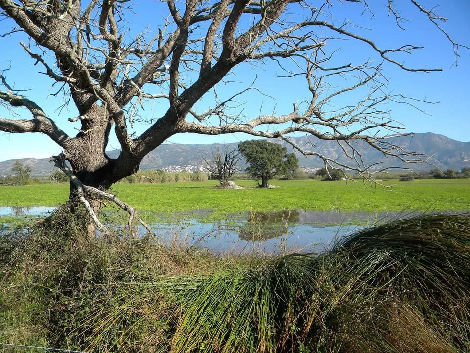 A flooded meadow in the Aiguamolls de l’Empordà wetlands, with a bare-branched tree in the foreground and mountains behind