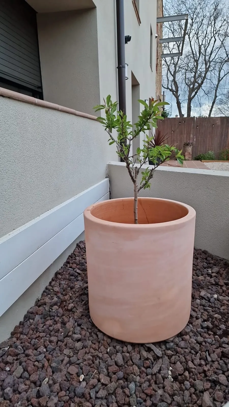 A young almond tree planted in a large terracotta pot on volcanic gravel, beside the white wall of the patio