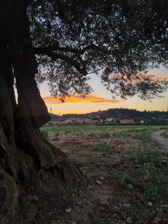 Centuries-old olive tree backlit by the sunset, with Masarac in the background