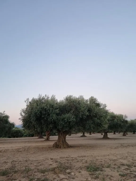 A grove of centuries-old olive trees at blue hour, a few minutes from the house
