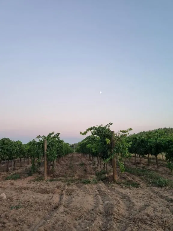 Empordà DO vineyards at dusk with the moon rising